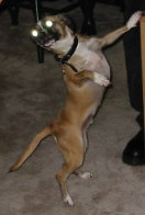 Brownie's Possessed Impression
