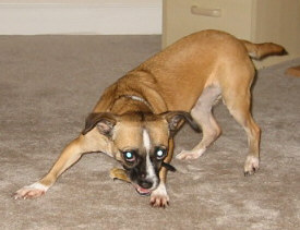 Brownie's Sumo Wrestler Impression