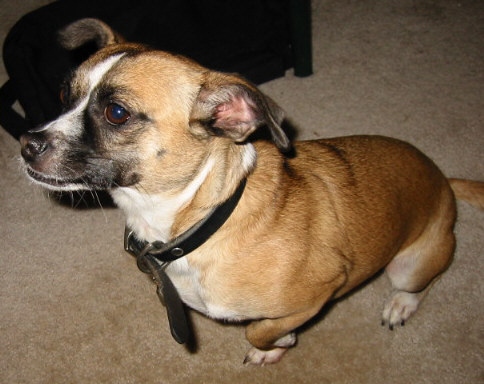 Brownie's Wiener Dog Impression