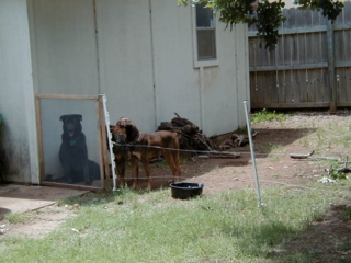 008-House_Doggies.jpg
