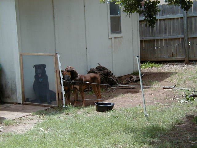 008-House_Doggies.jpg