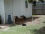 008-House Doggies