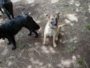 010-House Doggies